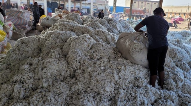 Cotton being handled on the yard of Jamnagar APMC, in Jamnagar on Thursday. (Express photo)