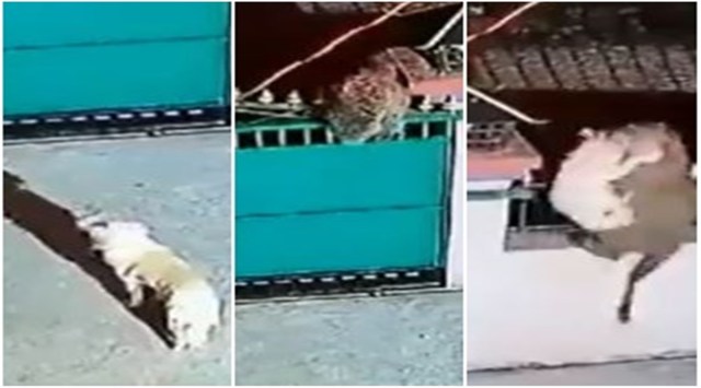 Watch: Leopard catches hold of pet dog after jumping over gate