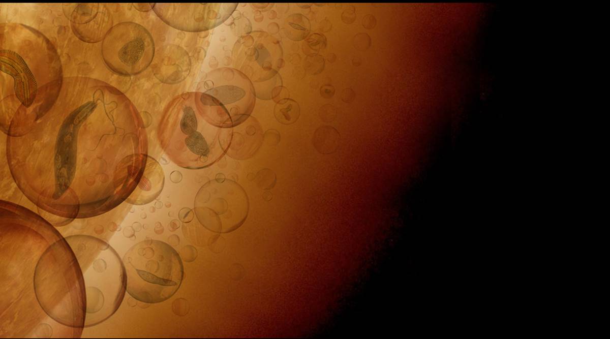 MIT-Venus-Clouds microbes