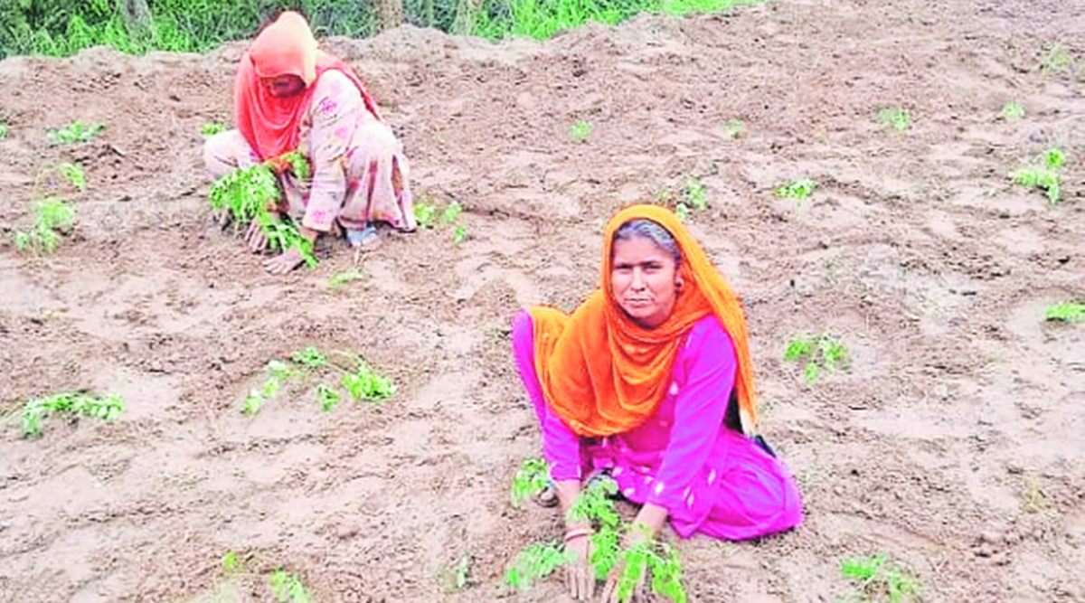 In a field under Behar Jaswan Panchayat. A total of 21 farmers grow medicinal plants in this area. (Express Photo)