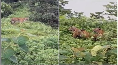 tiger, tiger cubs, Nilgiris, Gheeri dam, social media viral, indian express