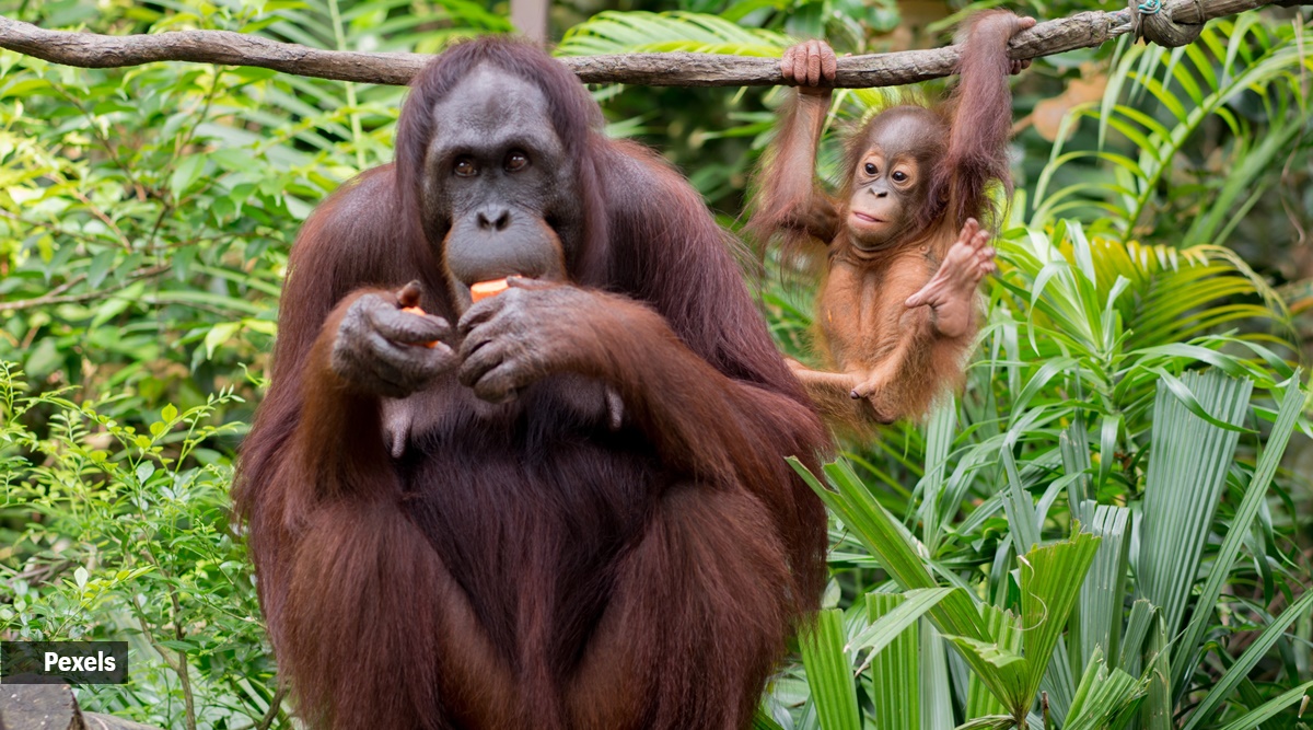 Orangutan-pexels