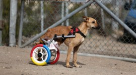 Sulala Animal Rescue society, Sulala Animal Rescue society Gaza, Sulala Animal Rescue society paralysed animals