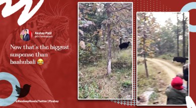 Randeep Hooda, Tiger hunting, tiger video, gaur, wildlife, Satpura tiger reserve, Madhya Pradesh, social media viral, indian express