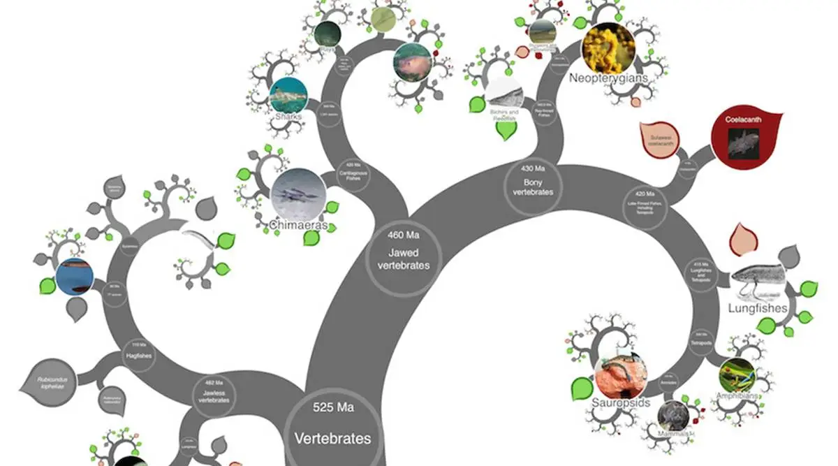 Biology Tree of Life