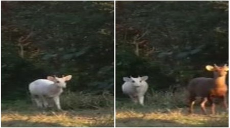 white deer, white hog deer, Kaziranga National Park, Assam, social media viral, indian express