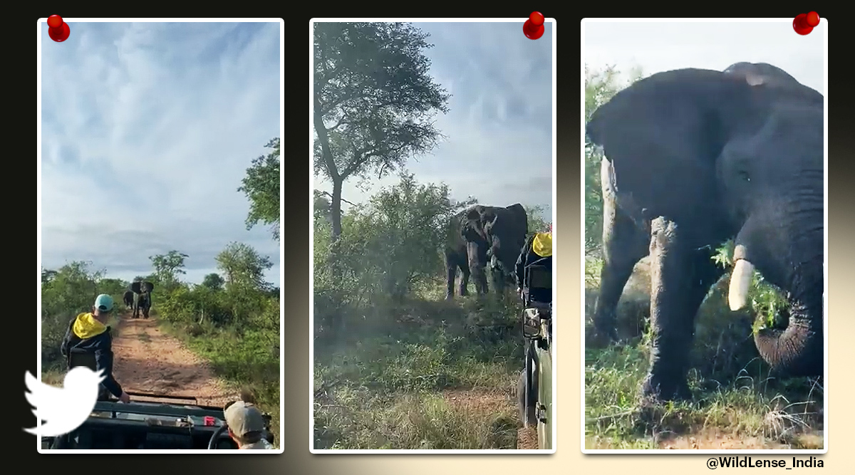safari elephant attack