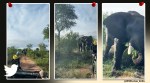 elephant, wild elephant videos, jungle safari, social media viral, indian express
