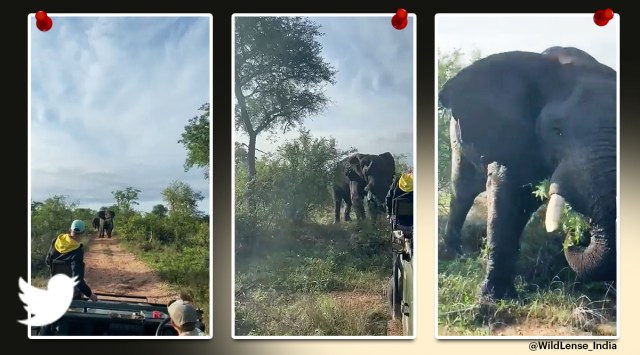 Elephant attacks safari truck, terrifying video goes viral | Trending