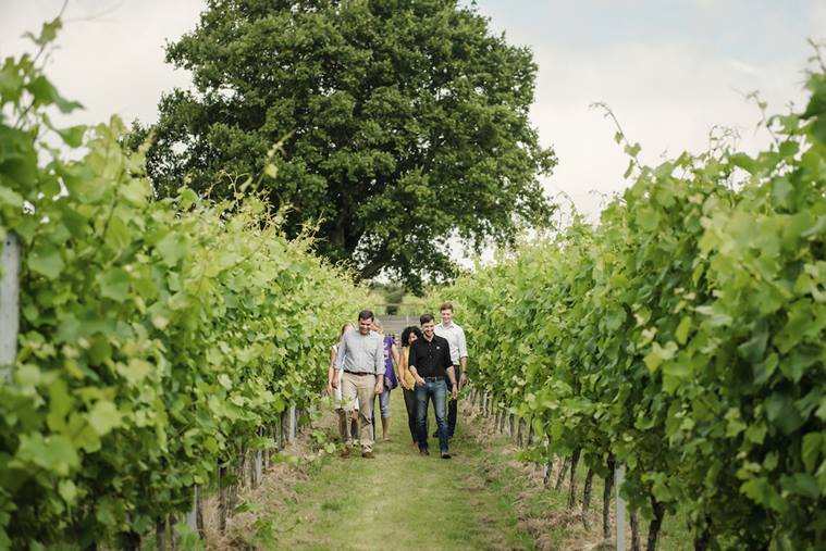 wine, grapes for wine