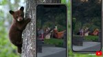 bear reindeer decoration fight, bear cub fight reindeer inflatable, Christmas decoration bear attack, viral videos, california bear videos, indian express