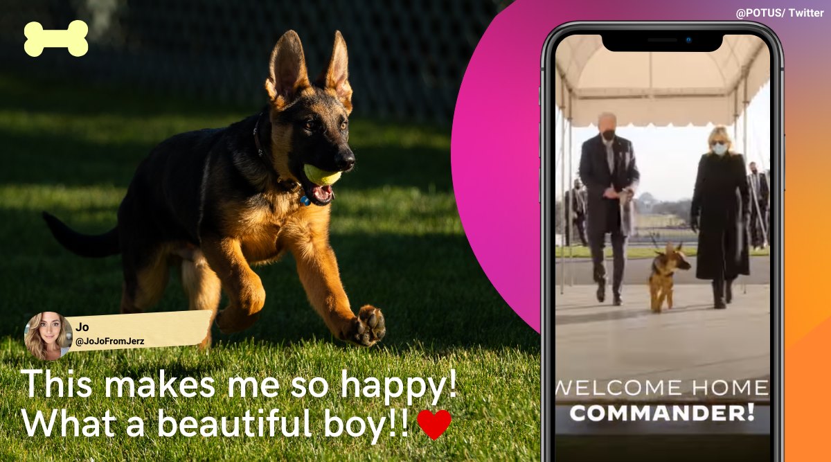 joe biden, US president new pet, white house new pet, joe jill biden new puppy, first pet new german shepard, viral news, indian express