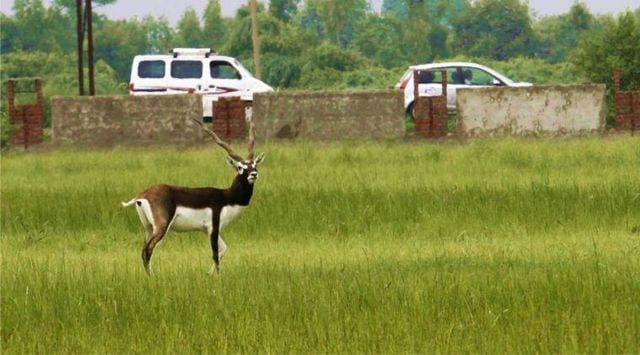 Blackbucks have been included on Schedule-I of the Wildlife (Protection) Act, 1972 and thus, are among the species enjoying the highest level of legal protection in the country.