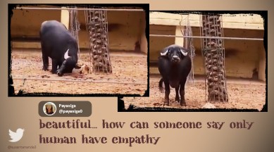buffalo saving tortoise, animals, social media viral, viral videos, Indian Express