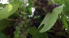 grapes
