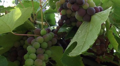 grapes