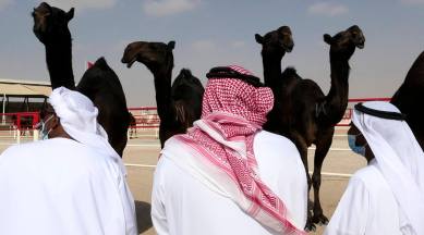 In Uae Desert Camels Compete For Crowns In Beauty Pageant Lifestyle News The Indian Express