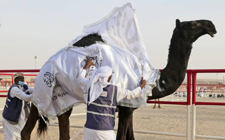 Al Dhafra Festival, Al Dhafra Festival camels, Al Dhafra Festival camel beauty pageant