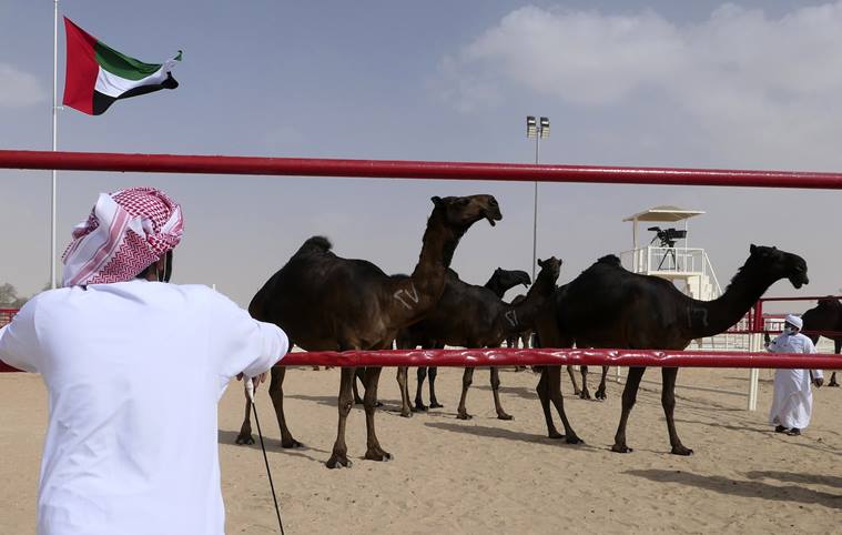 Al Dhafra Festival, Al Dhafra Festival camels, Al Dhafra Festival camel beauty pageant