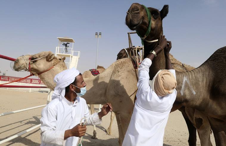 Al Dhafra Festival, Al Dhafra Festival camels, Al Dhafra Festival camel beauty pageant