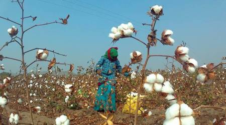 cotton export in india, cotton production
