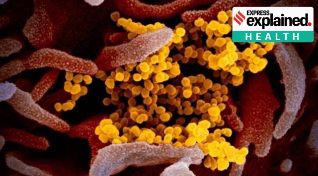 South Africa Omicron, Omicron variant, Omicron wave, Covid Omicron, South Africa news, South Africa Covid, Covid omicron, Explained, Indian express