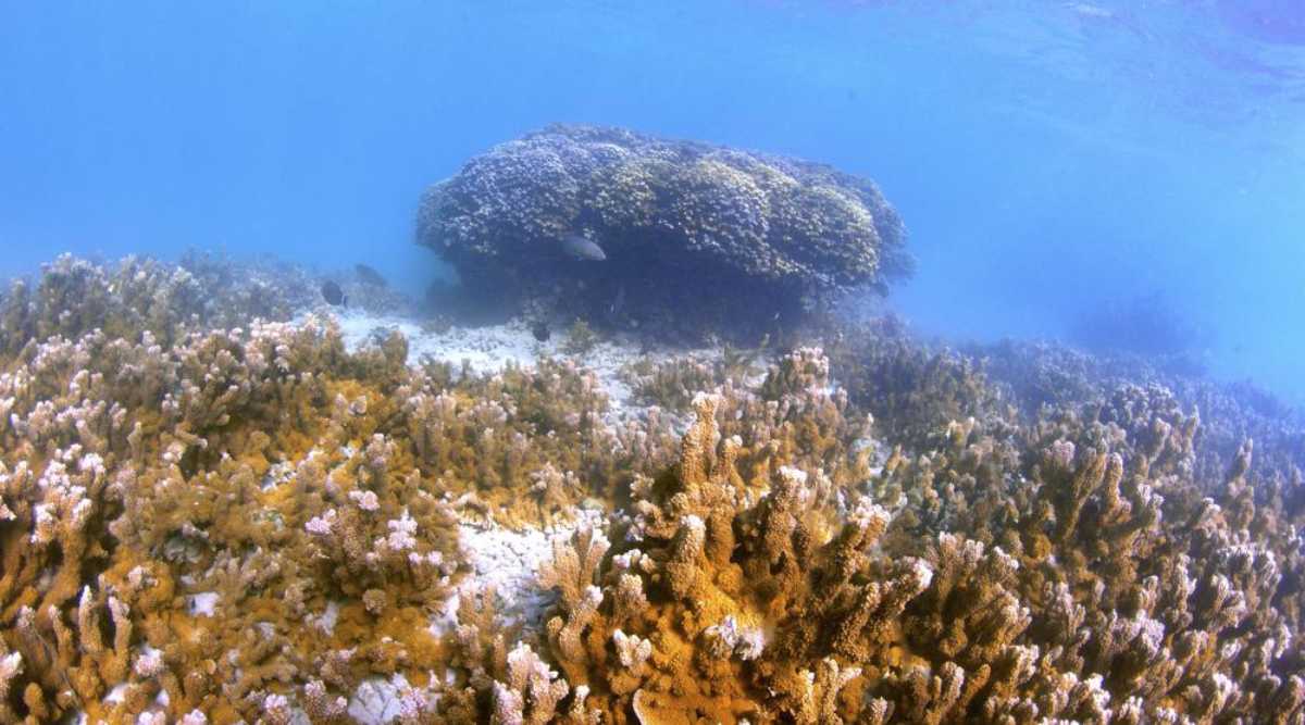 Fish swim near a head of coral in Kaneohe Bay, Hawaii on Friday, Oct. 1, 2021. Scientists are trying to speed up coral's evolutionary clock to build reefs that can better withstand the impacts of global warming. (AP Photo/Caleb Jones)