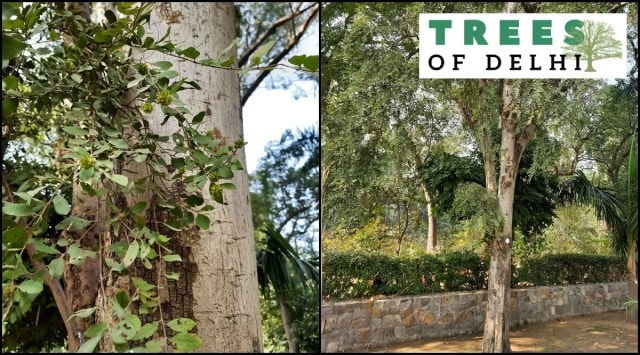 A dhau tree thrives on hot, dry slopes and rocky soil where most other trees would not survive. It is known to be confined to a limited territory in and around the Aravalli hills. (Express Photo)