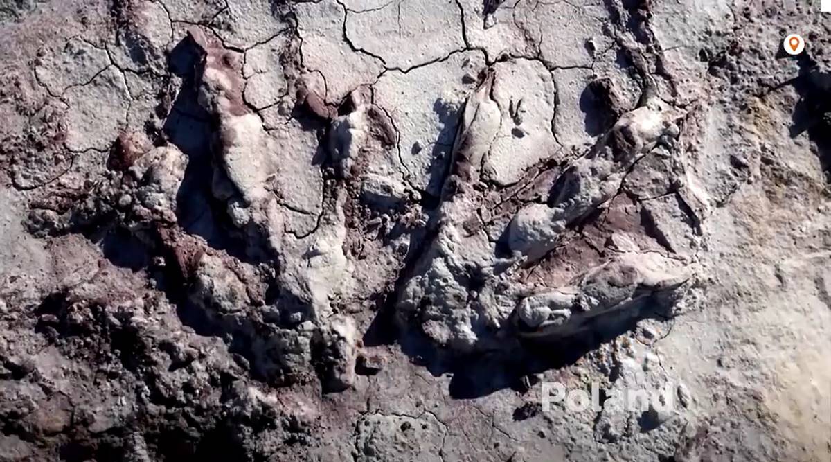 Geologists uncover ‘treasure trove’ of dinosaur tracks in Poland thumbnail