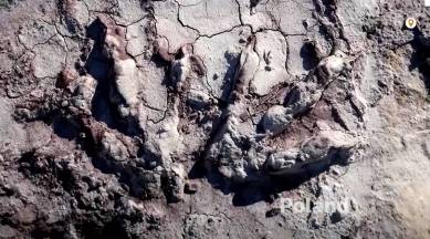 dinosaur tracks,