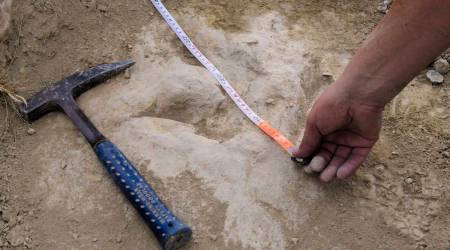 Fast Dinosaurs Footprints