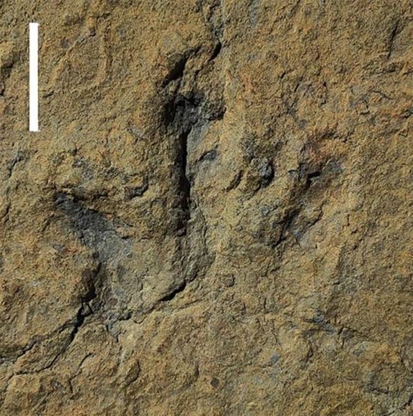 أثر قدم ديناصور متحجر صنع منذ حوالي 120 مليون سنة خلال العصر الطباشيري