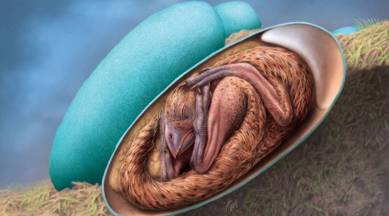 dinosaur-egg-and-embryo