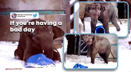 Elephants, Moscow zoo, Viral Video, Social Media Viral, Indian Express