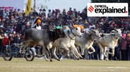 Supreme Court Allows Oxcart Racing In Maharashtra Here s Why