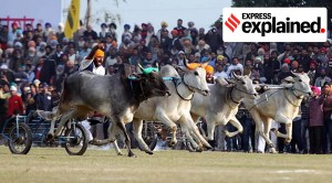 Explained: Supreme Court allows bullock cart races in Maharashtra, here is why