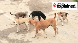Explained: What is Parvovirus that has affected over 2,000 dogs in Maharashtra’s Amaravati city?