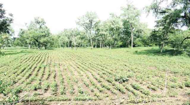 The government has roped in the Odisha Space Application Centre (ORSAC), a state body for space tech applications, to map the crop areas through satellite.