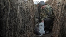 Puppy, war pictures, animal pictures