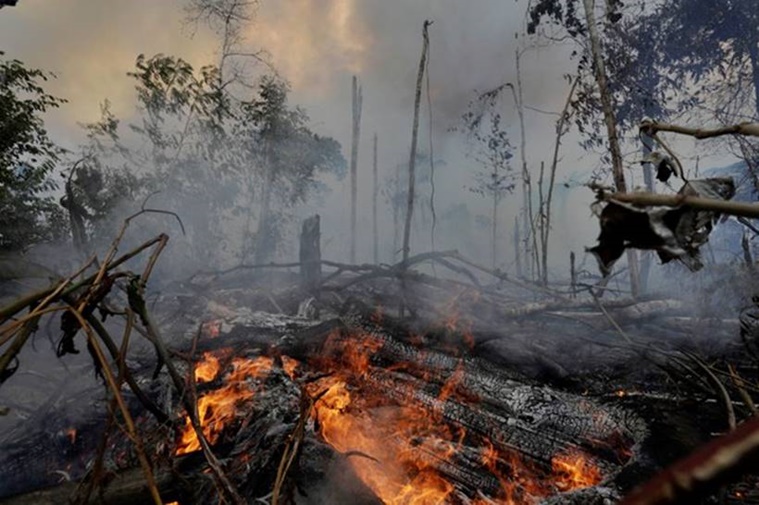 deforestatation, Amazon rainforest fire, leather industry