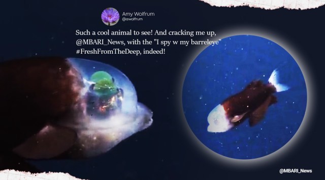 Fish with transparent skull
