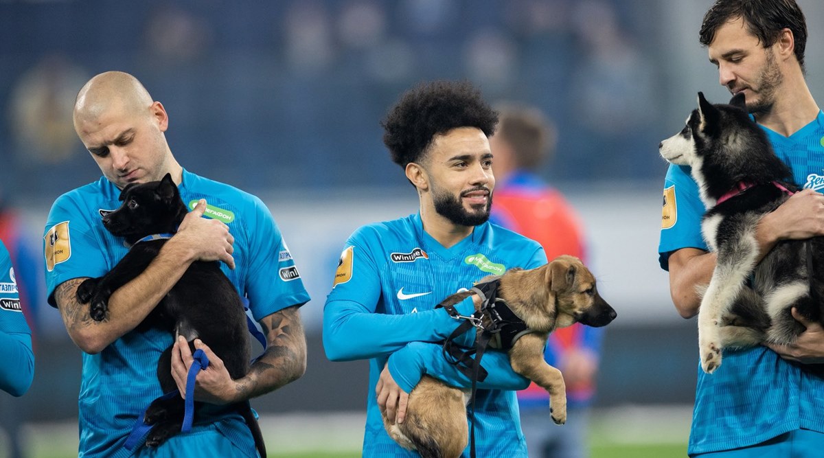fc zenit, zenit players carry shelter puppies, footballers showcase puppies for adoption, zenit vs Rostov, russian football league, sports news, indian express