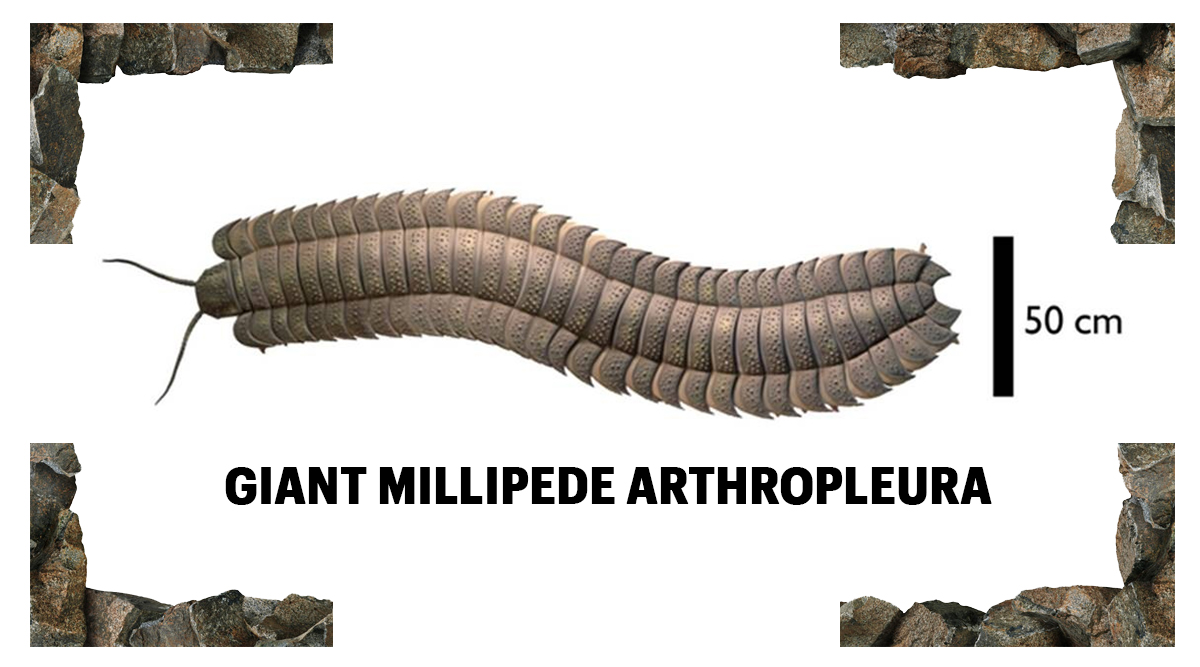 Reconstruction of the giant millipede