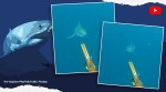 great white shark encounter, diver shark encounter, north carolina coast great shark, great white shark spearfisherman, viral videos, indian express