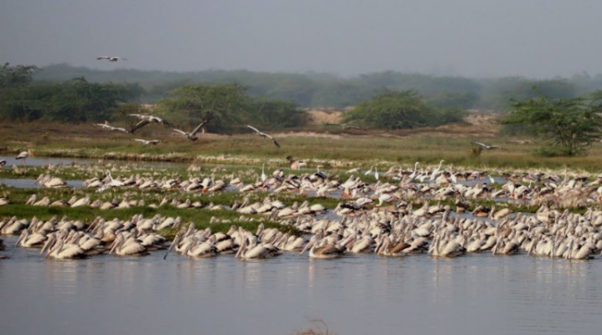 Kazhuveli wetland in Tamil Nadu declared bird sanctuary | Chennai News ...