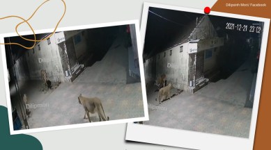 Lions, Gujrat, Viral Video, Social Media Viral