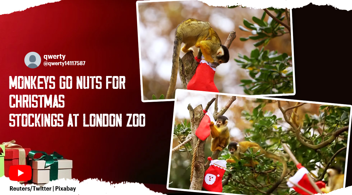 London, Zoo, Christmas, Good News, Social Media Viral, Indian Express