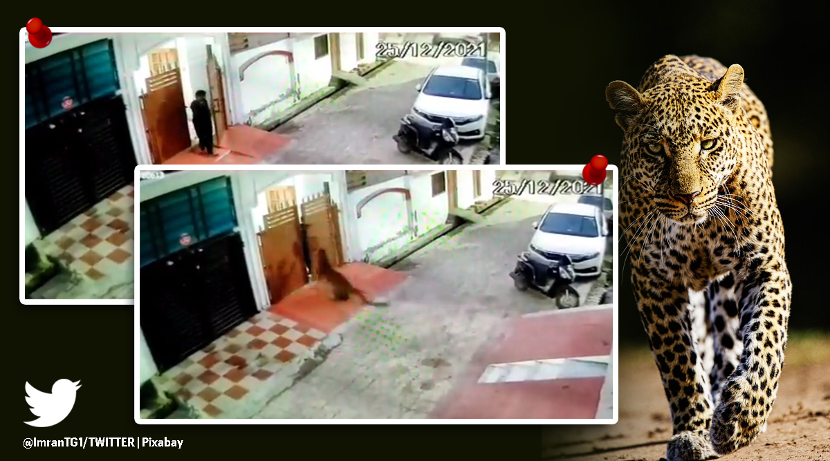 leopard, Lucknow, forest department, viral videos,