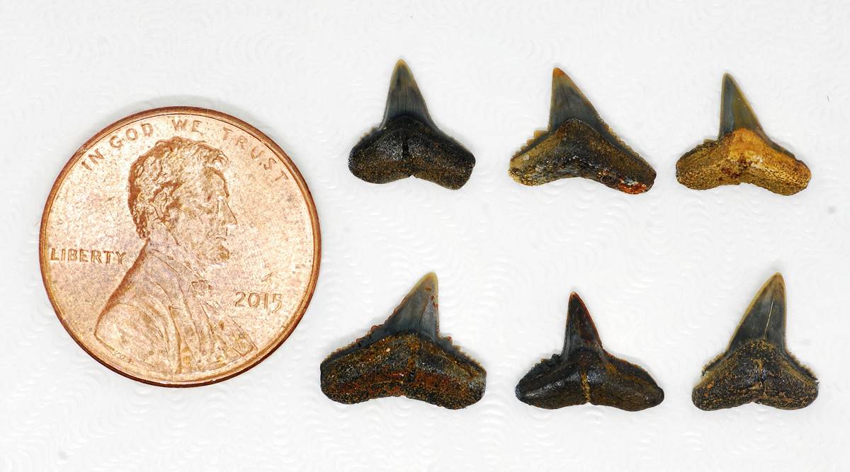 Fossil Carcharhinus tingae teeth.