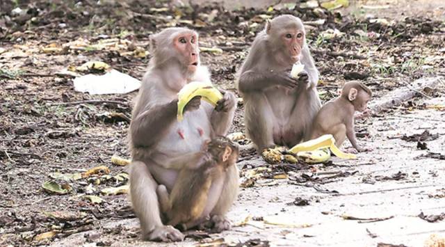 An official from the sub-divisional office, revenue department in Majalgaon taluk, said there is no proof that the monkeys acted in retaliation. (File)